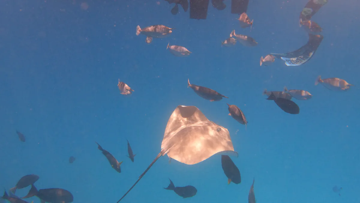 Reef fish over coral in the South Malé Atoll
